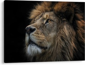 Kép - A fenséges oroszlán (70x50 cm)