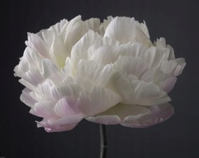 Poszter 76x60,5cm Bazsarózsa virág, Assaf Frank