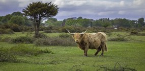 Poszter 91,3x44,5cm Tehén a faluban 3, Assaf Frank