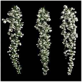 Poszterek 30x30 Bugenwilla fehér virágai