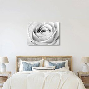 Kép - Rózsa virág részlete (üvegen) (70x50 cm)