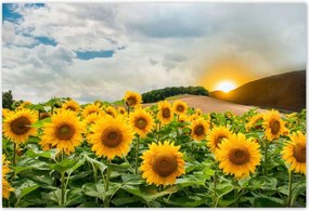 Poszterek 200x135 Tájkép Napraforgók