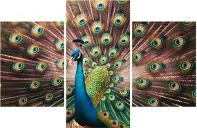 Kép - Páva (90x60 cm)