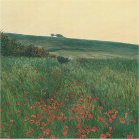 Dekoratív Fotótapéta Hálószobába Pipacs mezők 250x250 Ragasztó