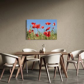 Kép - Pipacsok (90x60 cm)
