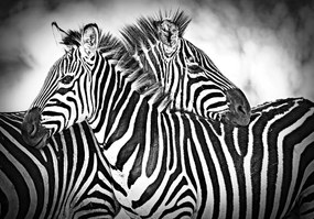 Zebra fotótapéta Afrikai ritmus kontraszt és elegancia 250x175 +ragasztó