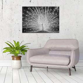 Üveg kép - Fehér páva (70x50 cm)
