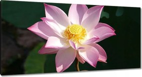 Vászonkép 115x55 Lótusz Lótuszvirág