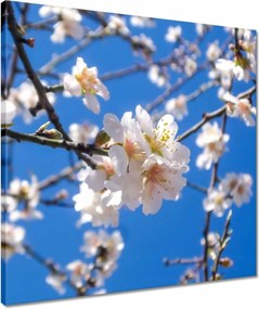 Vászonkép 50x50 Almafa virág