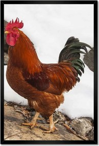 Poszterek keretben 40x60 Kakas Igazi harcos