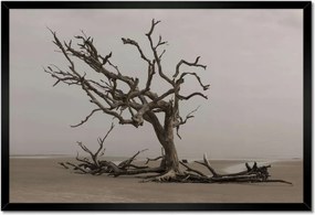 Poszterek keretben 60x40 Fa Kilátás