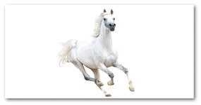 Akrilkép Fehér arab ló oah-99028092