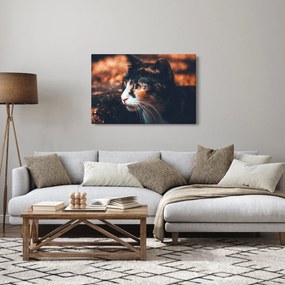 Kép - A macska látképe (90x60 cm)