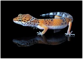 Poszterek 100x70 Gekkó leopárd hüllők