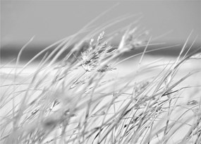 Kép - Strandfű (70x50 cm)