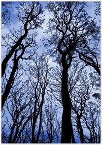 Poszterek 70x100 Erdő Fák Kilátás alulról