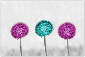 Poszterek 200x135 Lila pitypangok