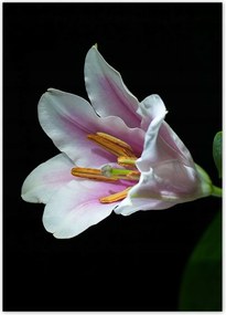 Poszterek 50x70 Virágzó rózsaszín liliom