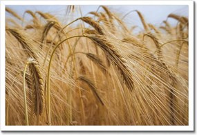 Poszterek keretben 60x40 Kalászok gabonával Gabonafélék