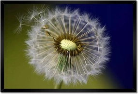 Poszterek keretben 60x40 Pitypang Virág Virágok