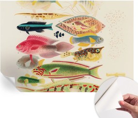 Öntapadós Dekoratív Fotótapéta Hálószobába Színes halak 152x104 cm