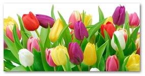 Akrilkép Színes tulipán oah-12652067