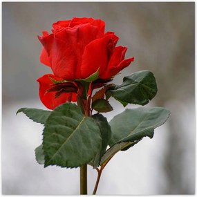 Poszterek 30x30 Rózsa Virág Virágok Rózsa