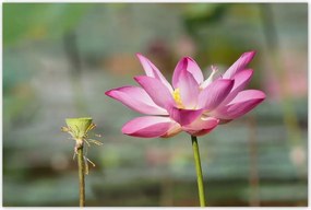 Poszterek 120x80 Kalapos madár Tájkép Kilátás