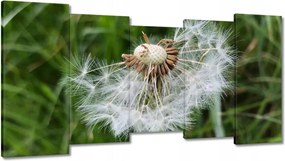 Vászonkép 150x80 Pitypang Virág Virágok