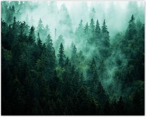 Poszterek 50x40 Erdő Köd Tájkép Utazás