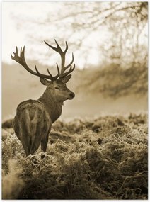 Poszterek 100x135 Szarvas erdő naplemente