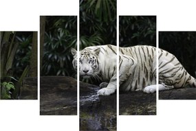 Kép - albínó tigris (150x105 cm)