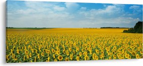 Kép - napraforgó (120x50 cm)