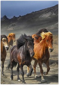 Poszterek 70x100 Vadlócsorda