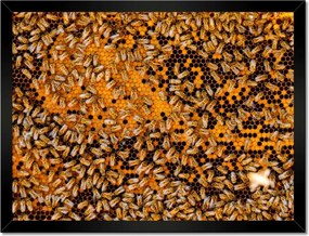 Poszterek keretben 40x30 Édes méz szelet