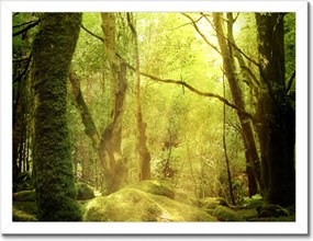 Poszterek keretben 40x30 Varázslatos erdő Tájkép