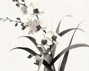 Poszter 76x60,5cm Orchidea