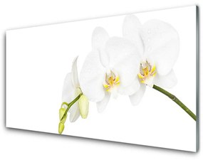 Akrilüveg fotó Virág növény természet 100x50 cm