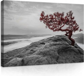 Vászonkép 70x50 Magányos fa szikla köd hegyi táj nyugalom természet