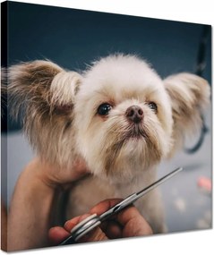 Vászonkép 30x30 Kutya a Groomer nappaliban