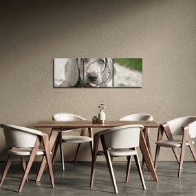 Kép - weimaraner kölyökkutya (órával) (90x30 cm)