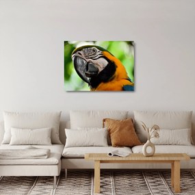 Papagáj képe (üvegen) (70x50 cm)