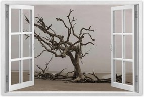 Poszterek 60x40 Fa Fák Kilátás