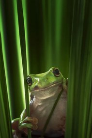 Fotográfia Green Frog, Ahmad Gafuri