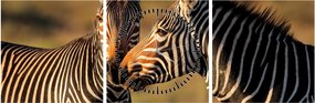 Kép - Két zebra (órával) (90x30 cm)