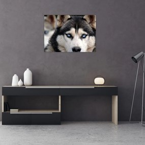 Husky kutya kép (üvegen) (70x50 cm)