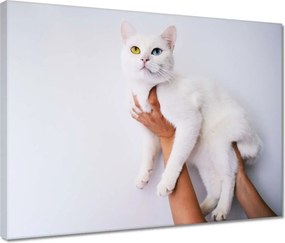 Vászonkép 40x30 Gyönyörű macska Cica