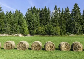 Poszter 42x29,7cm Szénakazalok a fűben, Assaf Frank