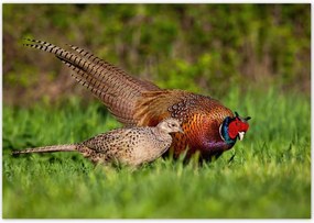 Poszterek 100x70 Fácán család Madarak