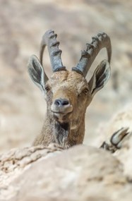 Poszter 56,6x86,4cm Nubiana Ibex 5, Assaf Frank